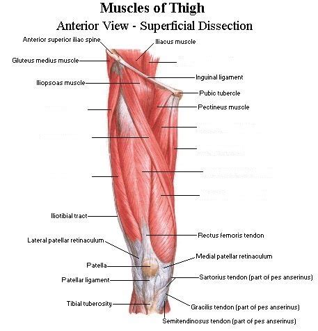 Learn vocabulary, terms and more with flashcards, games and other study tools. Wiring And Diagram: Diagram Of Upper Leg Muscles And Tendons