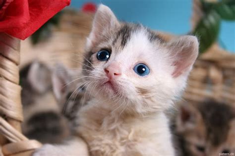 If you notice that your pet's eyes are changing colour with age, it could be they are unwell or they could be developing a health disorder which needs to be checked out by a vet. Are All Kittens Born With Blue Eyes|Kitten Eye Color Chart?