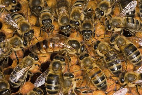 Why Are Queen Bees Living Shorter Lives Huffpost