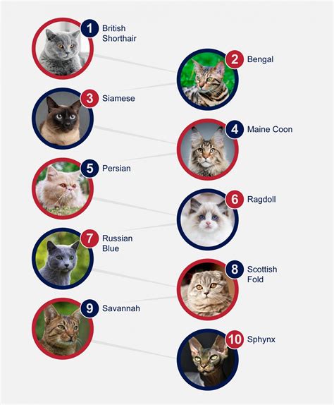 Popular Breeds Of Cats Petlifeuk