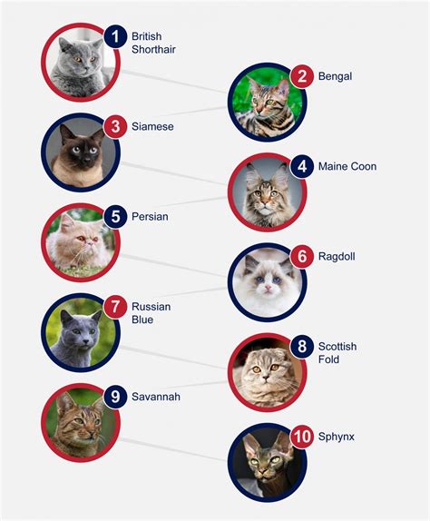 Popular Breeds Of Cats PetlifeUK