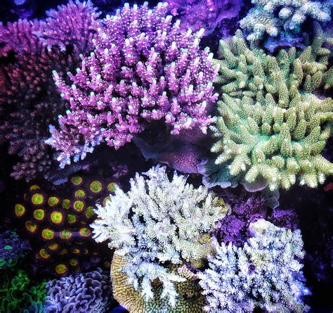 Reef Spotlight Reef Of The Month September 2021 Vitaliys Stunning