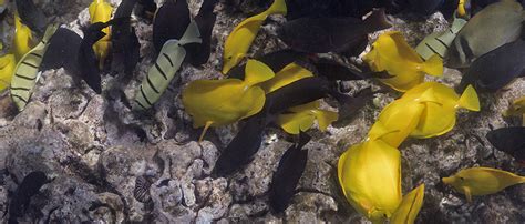 Protect Herbivores Preserve Coral Reefs Cmbc