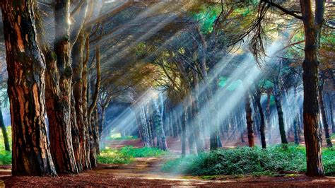 Here are the forest desktop backgrounds for page 3. Mystical Forest Wallpaper (66+ images)