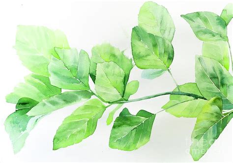 Watercolor Paintings Leaf Paintings Painting By Aekgasit Mabobut