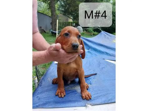 5 Redbone Coonhound Puppies For Sale Near Fredericksburg Virginia