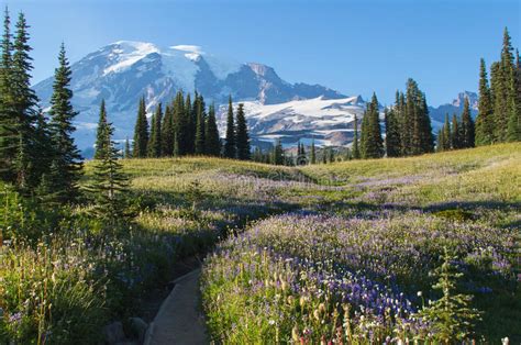 Wild Flowers Blooming On Mount Rainier Stock Photo Image Of Pasture