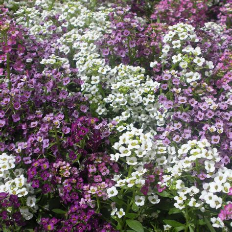 Alyssum (montanum mountain gold) alyssum plants benefit from a light trim after blooming to maintain a bushy habit, and they require. Alyssum Coral Mix