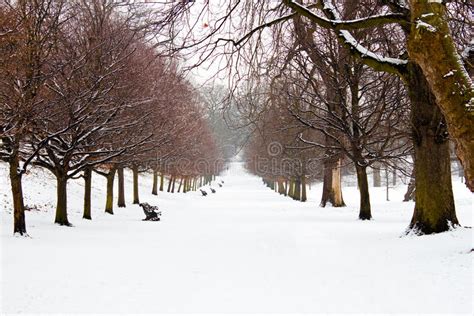 A Path Between Trees Covered In Snow Stock Image Image