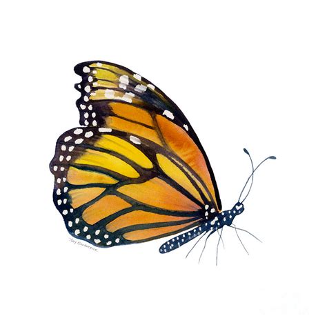 103 Perched Monarch Butterfly Painting By Amy Kirkpatrick Pixels