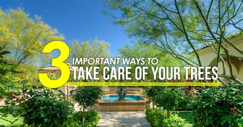 Three Important Ways To Take Care Of Your Trees