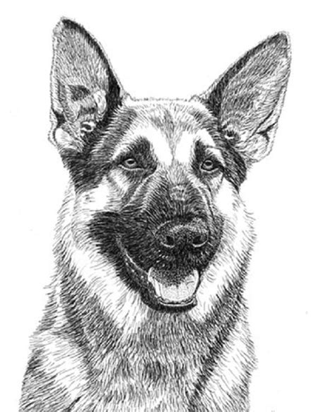 24 Best Image To Find To Draw German Shepherd Dog Step By Step Dog