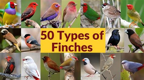 50 Types Of Finches Finch Bird Varieties 50 Types Of Finches With