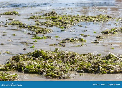 Green Seaweed Beached On The Sandy City Beach Of Black Sea Algae On