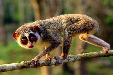 Save The Slender Loris Before It Is Gone Extinct