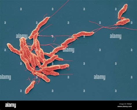 Campylobacter Coli Hi Res Stock Photography And Images Alamy