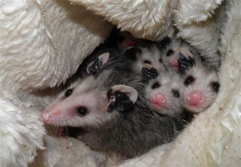 When These Siblings Had The Coziest Snuggle Session The World Has Ever