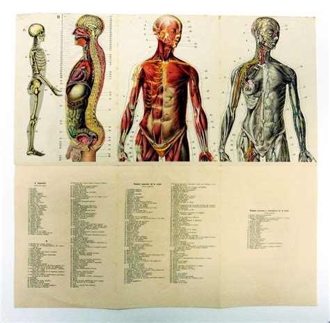 Anatomía Del Cuerpo Masculino Y Del Cuerpo Femenino