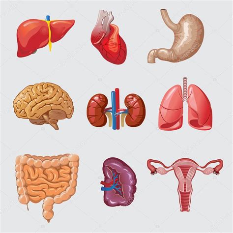 organos del cuerpo humano ilustracion del vector ilustracion de humano 7e7 images