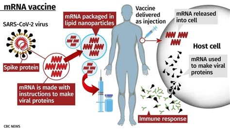 I would expect an mrna vaccine to be much less dangerous than traditional delivery methods, but i don't know if that's just because it hasn't been tested enough to even determine what the dangers. Can mRNA vaccines alter your DNA? More of your COVID-19 ...