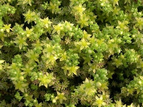Grisebachii Sedum 2 Sedum Bright Green Yellow Flowers Green Leaves