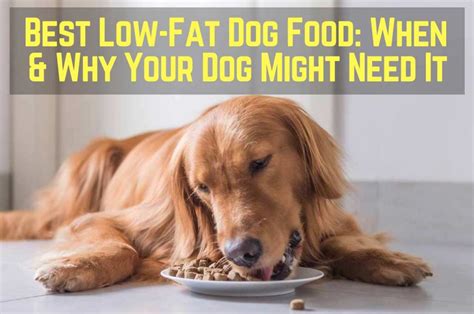 This food is suitable for dogs of all breeds and even those with sensitive skin and stomach. Low Fat Dog Food: When & Why Your Dog Need It | Dogs Addict