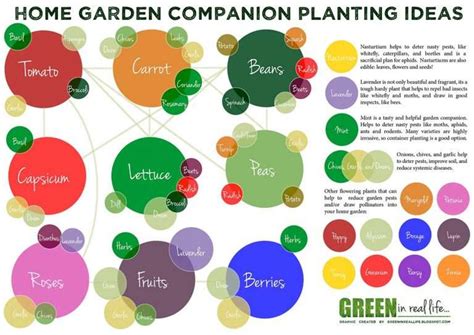 Companion Planting In The Home Garden Green In Real Life