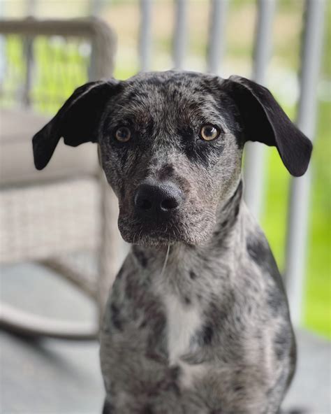 Catahoula Leopard Dog Mixed With Pitbull Puppies And Prices
