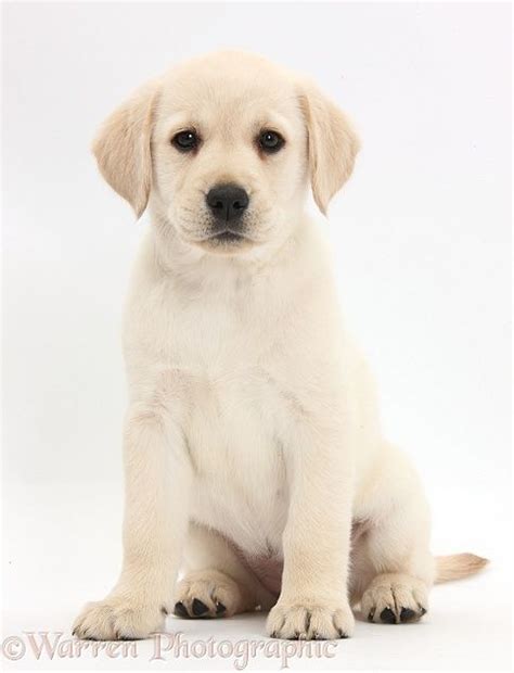 Yellow lab pups, ivory lab puppies, fox red lab pups, white lab puppies, white labrador breeder, labrador retriever for sale. Yellow Labrador Retriever puppy, 8 weeks old, sitting, white background in 2020 | Labrador ...