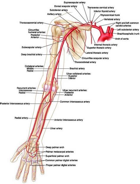 A Veins Of The Upper Extremity Anatomy Exhibits Arteries My Xxx Hot Girl