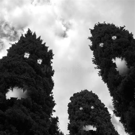 Old Scary Tree With Angry Face In Woods Stock Image Image Of Evening