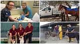 County Of San Diego Department Of Animal Services
