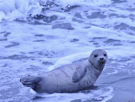 Buzzs Marine Life Of Puget Sound Harbor Seal Pup At Alki