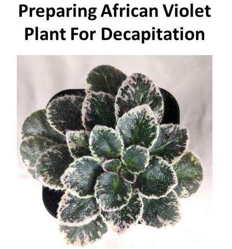A Green Plant With Snow On It And The Words Preparing African Violet