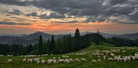 Free Download Hd Wallpaper Sunset Sheep Mountains Grazing