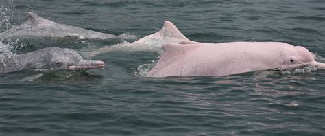 Rare Pink Dolphins In Danger Of Extinction In Hong Kong