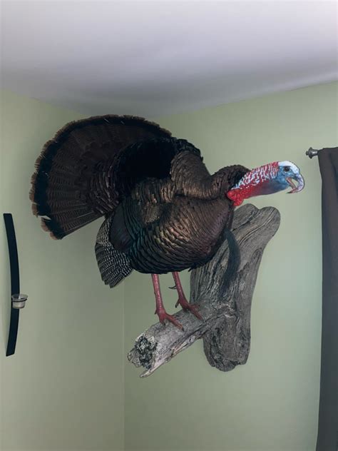 Turkey Mount Missouri Whitetails Your Missouri Hunting Resource
