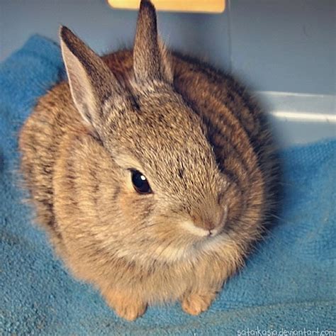 Desert Cottontail Baby 4 By Sataikasia On Deviantart