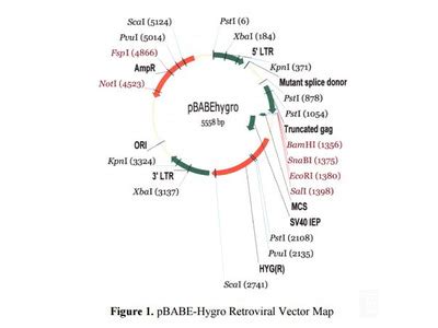 Retroviral Expression Vectors | Biocompare