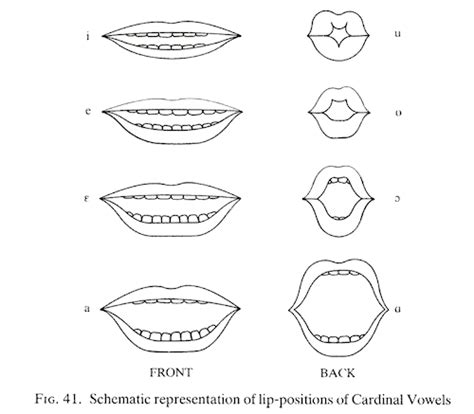 Mouth Shapes For Vowels
