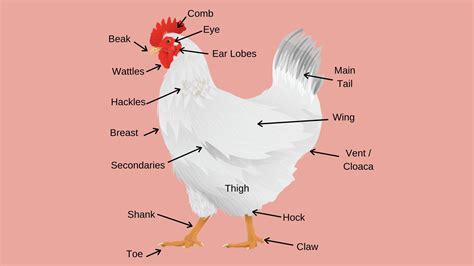 Chicken Poultry Coop Management And Health News · Dine A Chook