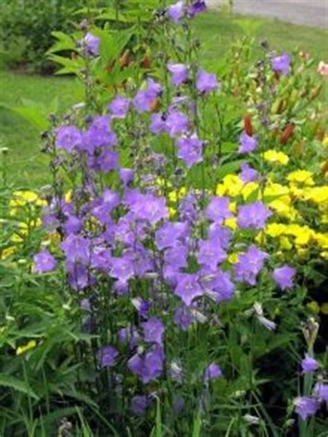 We did not find results for: 133 best images about DEER/RABBIT RESISTANT PLANTS on ...