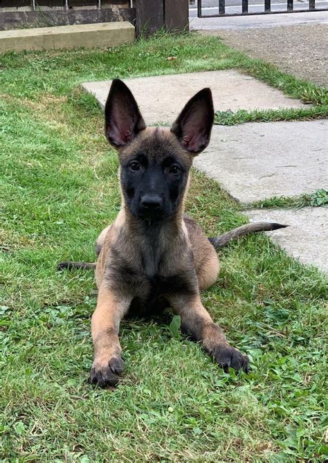 Belgian Malinois Puppies In Middlesbrough North Yorkshire Gumtree