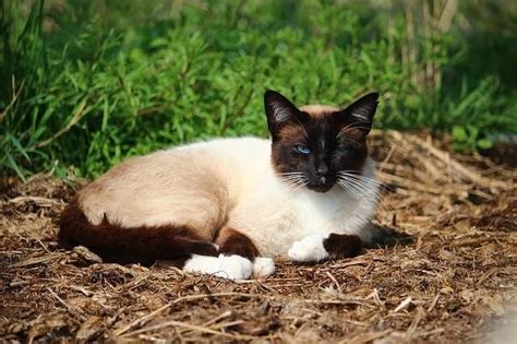 The coloring refers to points on the siamese, which are its face, ears, feet, and tail. Siamese Cat Breeders in California - Upgrade Your Cat