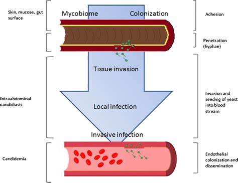 Pathogenesis In Invasive Candidiasis Download Scientific Diagram