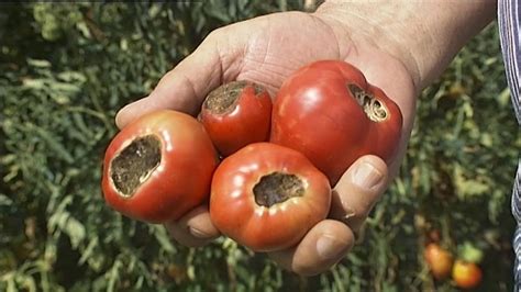 Comment Traiter Le Cul Noir De La Tomate