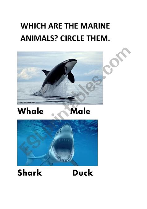Learning about marine animals and how to read the names - ESL worksheet