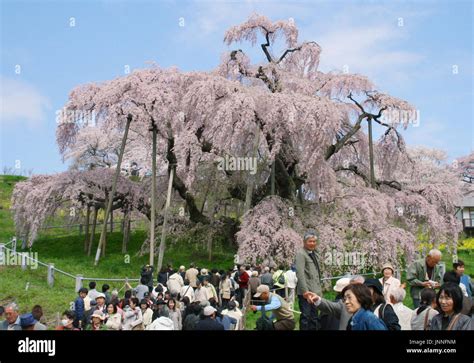 Miharu Japan Visitors Enjoy Waterfall Like Cherry Blossoms Called