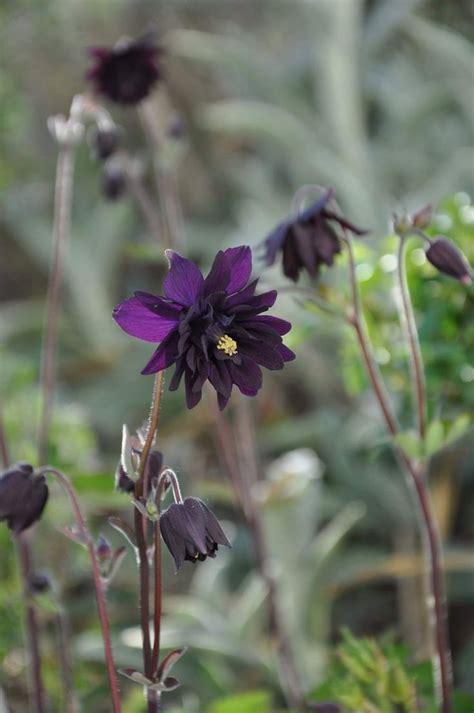 Maybe you would like to learn more about one of these? Aquilegia 'Black Barlow' nel 2020 | Aquilegia