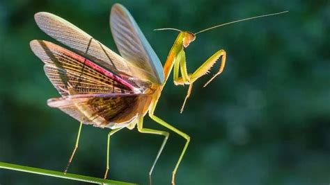 Are Praying Mantis Good For Gardens Everything You Need To Know